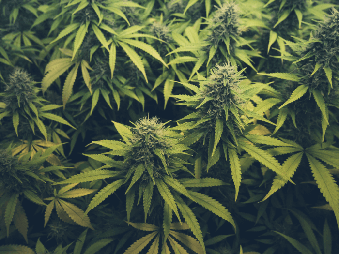 weed | marijuanas | cannabis
